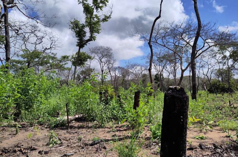 Interaktyvus žemėlapis rodo, kad miškų kirtimas padidina tropinių regionų temperatūrą iki 5 °C Interaktyvus žemėlapis rodo, kad miškų kirtimas padidina tropinių regionų temperatūrą iki 5 °C